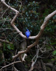 Birds and trees. 