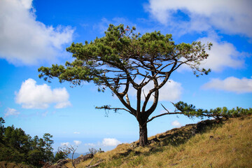 One tree in the mt. ulap mountain province with the blue sky clouds