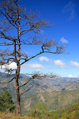 One tree in the mt. ulap mountain province with the blue sky clouds