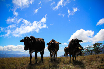 Mt. Ulap mountain province with the cow in the top of the mountain and blue background clouds