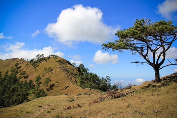 One tree in mountain with path in the top of the hill and blue sky clouds