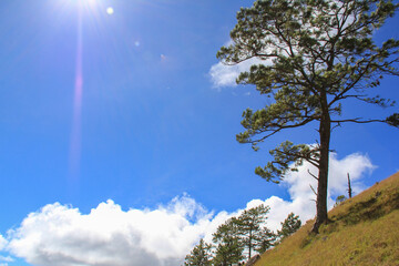 One tree in the mountain with the sun rays and blue sky clouds