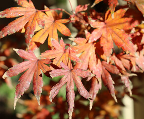 red autumn maple leaves