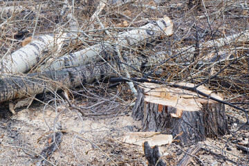 a sawn poplar is lying on the ground,sawn down tree