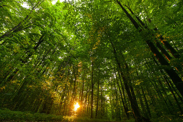 Fototapeta na wymiar Beautiful sunrise light in the heart of the forest. Details of trees and leaves with amazing sun rays light on them. Forests are the lungs of the earth.