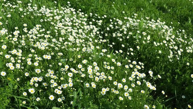 Daisies grow in the field and sway in the strong wind. Matricaria chamomilla as a medicinal, cosmetic and aromatic agent. A field of beautiful daisies. Meadow wild white flowers in windy weather 4k