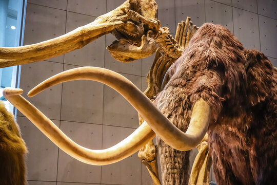 Shanghai, China - April 13 2018: Realistic life size replica model of Woolly Mammoth with skeleton fossil at Shanghai Natural History Museum