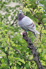 A portrait of a ash-red bar racing pigeon with ruffled feathers standing at the top of a rotten tree trunk, green leaves in the background