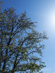 sky and tree