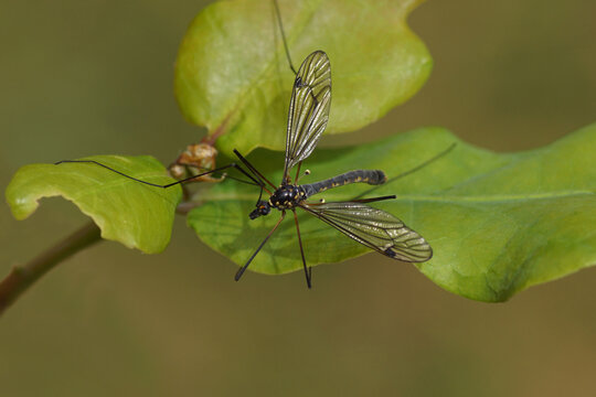 Close up female crane fly Nephrotoma pratensis, family Tipulidae on a oak leaf. Dutch garden, May, spring.	