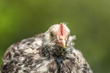 Close-up portrait of a swedish flower hen breed chick, Skånsk Blommehön