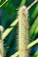 Large green cactus. Close-up. Concept, nature, plants