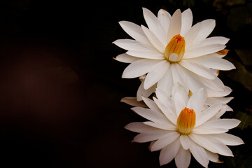 white lotus flower on black