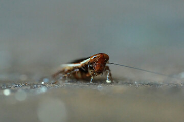 Wood Cockroaches Pseudophyllodromia is a genus of insects