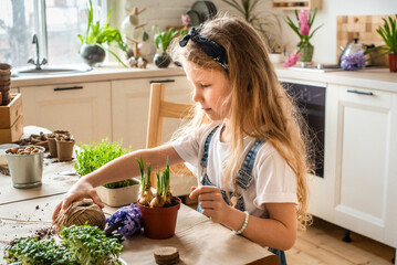 girl transplants flowers and houseplants. a child in a bandana plants bulbs, hyacinths, microgreens