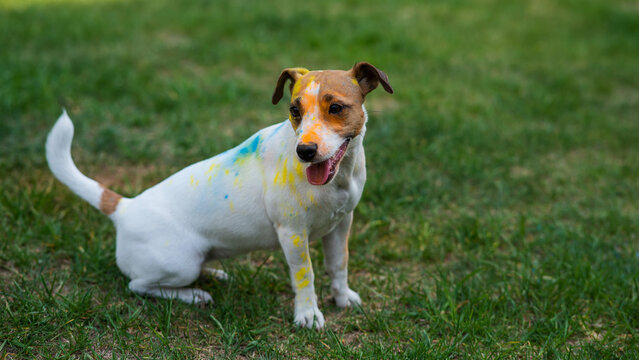Portrait of dog jack russell terrier stained in holi paints outdoors.