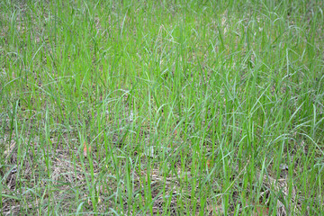 Obraz na płótnie Canvas Green wild grass growing in the forest.