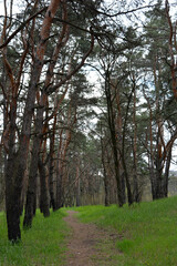 Green, interesting and mysterious pine-deciduous forest with old large,
 tall trees, pines, fir trees, green grass and trodden sand dogogs, paths.