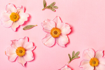 japanese anemone on the pink background