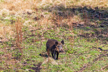 Wild boar on a meadow