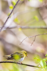 Willow warbler on a tree branch