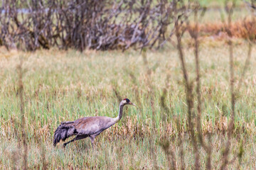 Obraz na płótnie Canvas Eurasian crane walking in a swamp at springtime