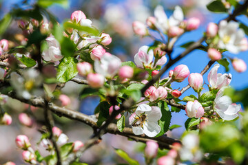 Cherry blossom with a pollinating bee
