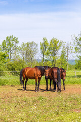 Obraz na płótnie Canvas Horses in a paddock on a sunny summer day
