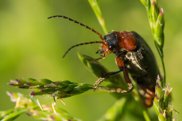A Red-Black Bug Gathering Pollen from a Plant on a Beautiful Mid-Spring Day