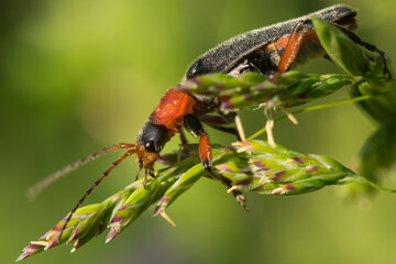 A Bug Searching for Pollen on a Green Plant