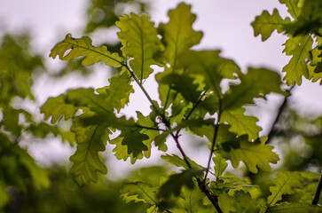 Abstraction growing green leaves on a light background outdoors