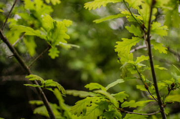 Abstraction growing green leaves on a light background outdoors