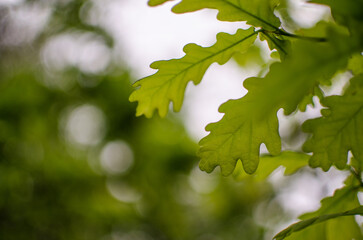 Abstraction growing green leaves on a light background outdoors