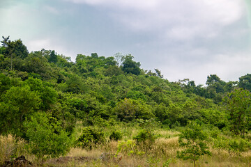 landscape with trees
