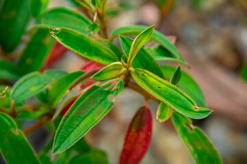 Fresh green melastoma malabathicum shrub leaf background