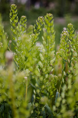 Fresh juicy green grass for summer