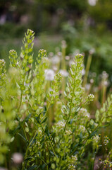 Fresh juicy green grass for summer