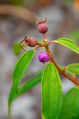 Flower buds of the bush plant melastoma malabathicum