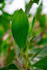 Obraz premium Fresh green melastoma malabathicum shrub leaf background