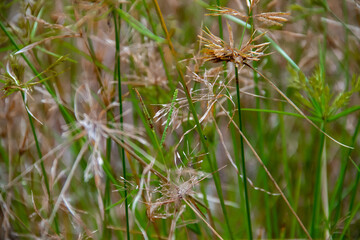 close up of needles