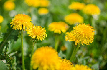 Delicate and light dandelion flowers outdoors