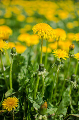 Delicate and light dandelion flowers outdoors