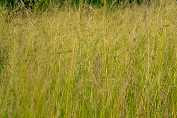Fototapeta premium grass background