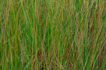 green grass background