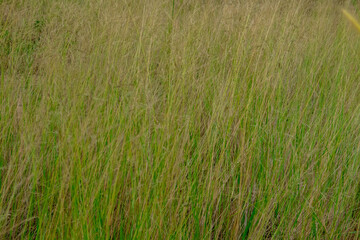 grass background
