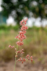 red flowers in the garden
