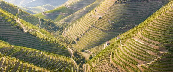 Fototapeta Vineyards in the Valley of the River Douro, Portugal, Portugal. Portuguese port wine.
Terrace fields. Summer season. obraz