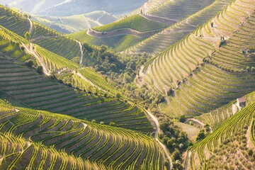 Vineyards in the Valley of the River Douro, Portugal, Portugal. Portuguese port wine.
Terrace fields. Summer season. - obrazy, fototapety, plakaty