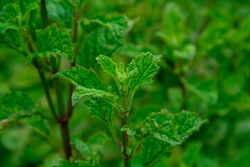 plant leaf texture close-up background