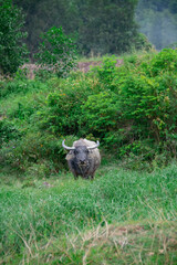 A buffalo eating grass in the field